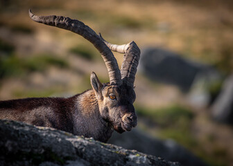 Mountain goat in the Sierra