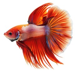 Fototapeta premium Graceful red betta fish showcase aquatic beauty.