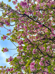 Bright pink Cherry blossoms with green leafs and blue sky in spring time (Prunus tomentosa), Dortmund, Germany