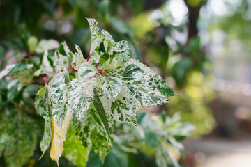 branch with variegated leaves. The leaves have a mix of green and white colors, with some yellowing on a few leaves. The background is blurred, highlighting the detailed patterns on the leaves