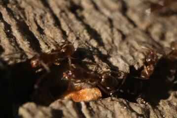 Macro closeup of ants crawling in and out of a crack in the concrete.