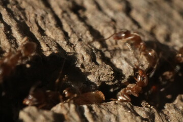 Macro closeup of ants crawling in and out of a crack in the concrete.