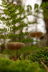 The Common bonnet mushroom (mycena galericulata) in a Dutch forest, fall season. 