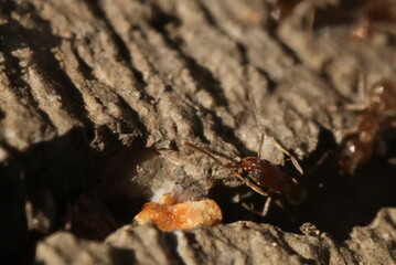Macro closeup of ants crawling in and out of a crack in the concrete.