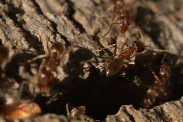 Macro closeup of ants crawling in and out of a crack in the concrete.