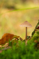 The Common bonnet mushroom (mycena galericulata) in a Dutch forest, fall season. 