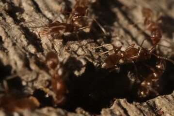 Macro closeup of ants crawling in and out of a crack in the concrete.