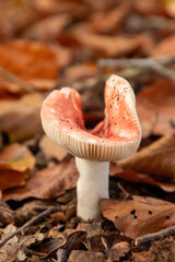 The Sickener mushroom (russula emetica) in a Dutch forest, fall season. 