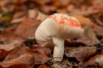 The Sickener mushroom (russula emetica) in a Dutch forest, fall season. 