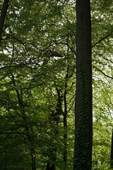 Vines growing on a tree trunk in a dark leaf forest, Germany
