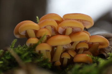 mushrooms in the forest