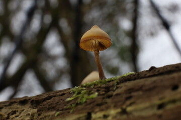 mushroom on a tree