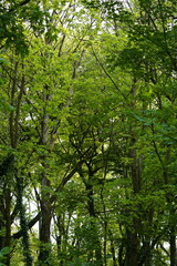 Fototapeta premium Bright green leaf tree tops and their contrasting tree trunks, North Rhine-Westphalia, Germany