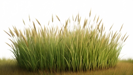 Cutout of a Lush Meadow Grass Field. Vibrant Green Blades for Natural Decoration
