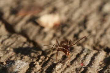 Macro closeup of ants crawling in and out of a crack in the concrete.