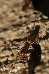 Macro closeup of ants crawling in and out of a crack in the concrete.