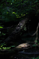 Small sunlit plant growing on a root in black shadow forest, North Rhine-Westphalia, Germany