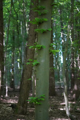 Small leaf clusters growing on a tree trunk in a green leaf forest, North Rhine-Westphalia, Germany