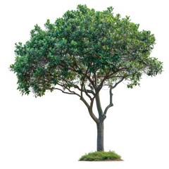  Southeast Asian tree isolated on white background 