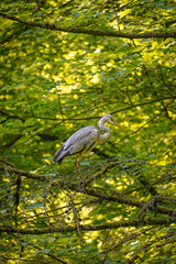 Grey heron (Ardea cinerea) standing on a tree branch in the air, North Rhine-Westphalia, Germany