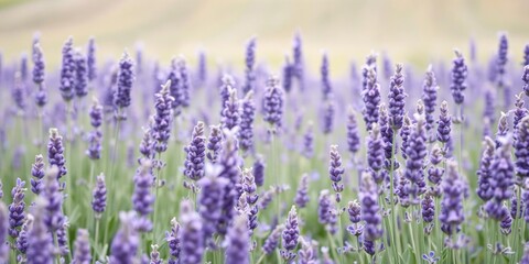 Fototapeta premium Lavender fields swaying gently in the breeze, natural beauty, serene atmosphere