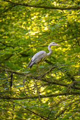 Grey heron (Ardea cinerea) in a tree, North Rhine-Westphalia, Germany
