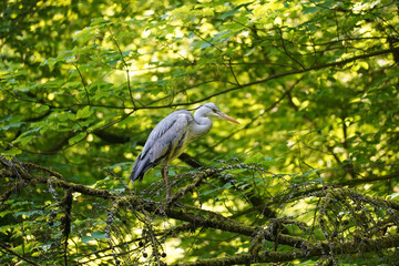 Grey heron (Ardea cinerea) in a tree, horizontal, North Rhine-Westphalia, Germany