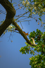 Red squirrel in a tree with blue sky background, North Rhine-Westphalia, Germany