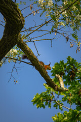 Red squirrel on a tree branch with blue sky background, close up, North Rhine-Westphalia, Germany