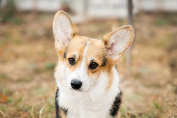 Portrait of a tricolor corgi