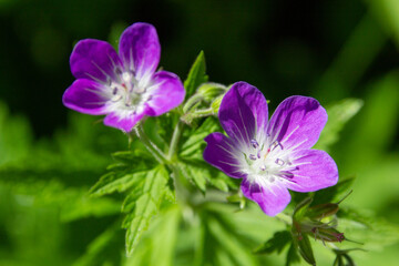 Puurple Mountain Flower
