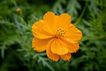 orange cosmos flower in the garden