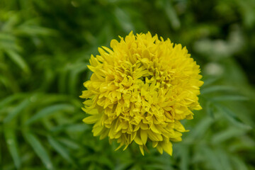 beautiful Marigold flower close up image