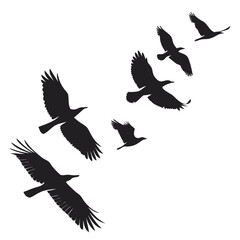 Obraz premium silhouettes of birds flying
