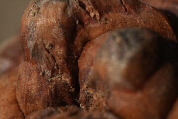 close up of a pine cone, macro
