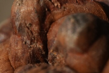 close up of a pine cone, macro