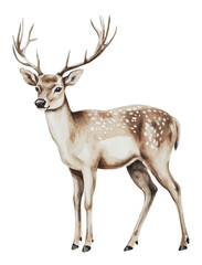 Obraz premium PNG Gentle deer standing gracefully in a natural pose