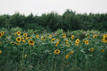 A field of yellow sunflowers with a few trees in the background