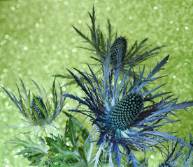 studio still life of a blue sea holly flower against a green glittery background