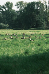A flock of geese are standing in a field of grass. The birds are scattered throughout the field, with some standing closer to the foreground and others further back