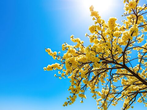 A profuse display of yellow blossoms covers the entire branch of a blooming tree under a radiant blue sky, outdoor scenery, natural beauty