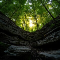 Fototapeta premium sunlight filtering through lush green trees in a serene forest