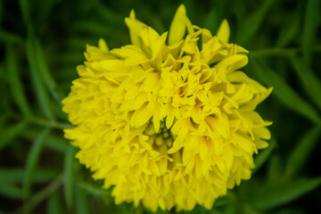 beautiful Marigold flower close up image