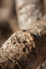 Macro close up of a bark on a tree branch