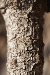 Macro close up bark of a pine