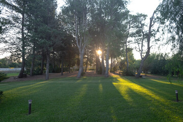 Obraz premium Sunlight gently filtering through the lush foliage of trees in a vibrant green garden setting, where grass and playful shadows create a beautifully serene and peaceful outdoor scenery