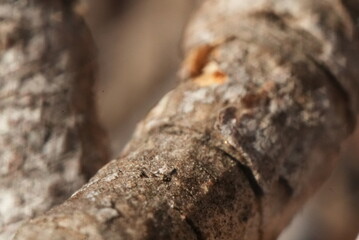 Macro close up of a bark on a tree branch