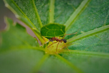 Sauva ant. Leafcutter ant. leaf-cutter ants of the genera Atta and Acromyrmex, which cause destruction in crops, plantations and pastures.