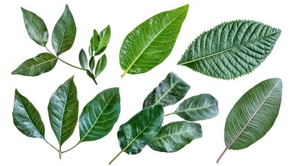 Fototapeta premium Tropical leaves collection isolated nature botanical photography studio gigapixel quality natural beauty