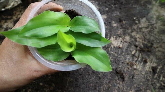 Hand holding Kaempferia galanga plant in a plastic pot. aromatic ginger leaves. sand ginger, cutcherry. one of four plants called galangal. showing the detail.